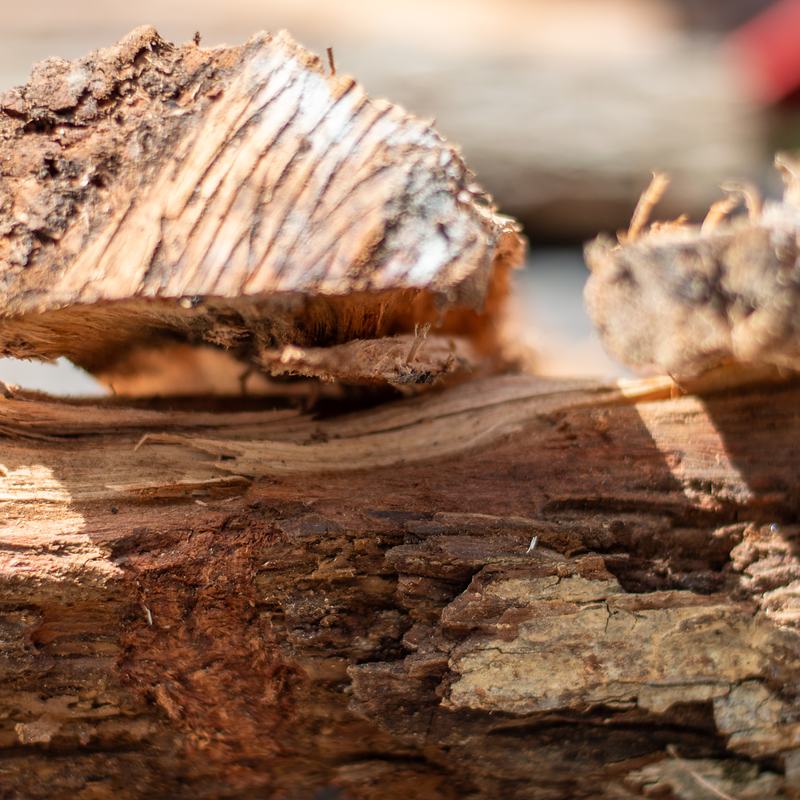Premium Kiln Dried Red Oak Firewood - Wildman Firewood