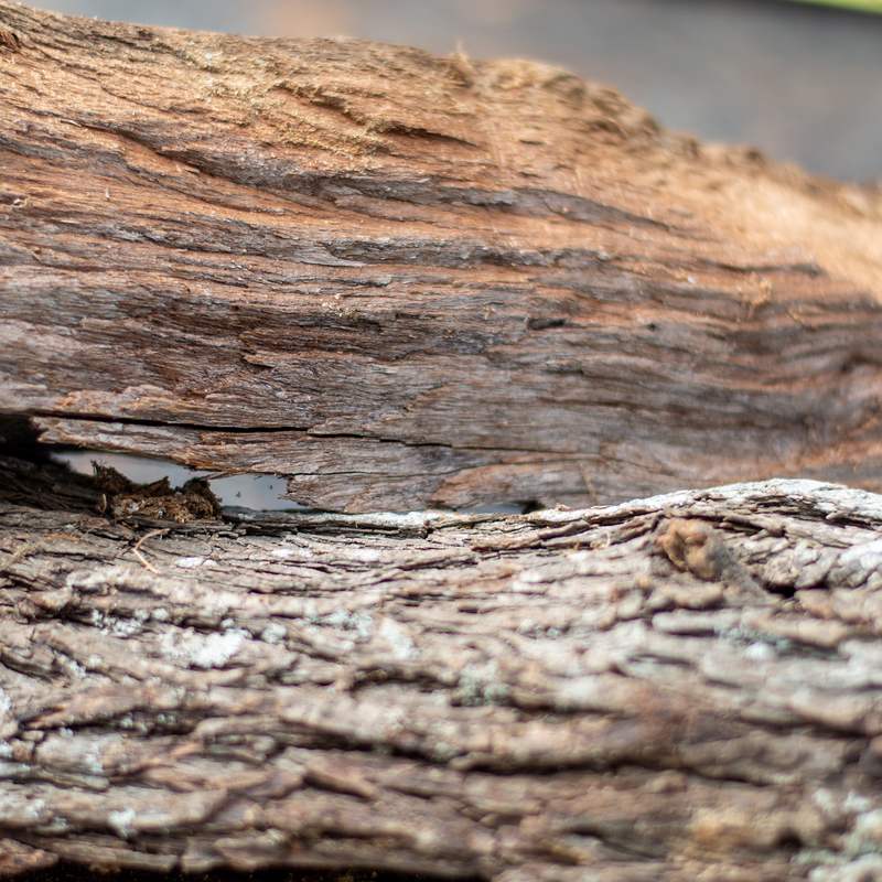 Premium Kiln-Dried Mesquite Firewood